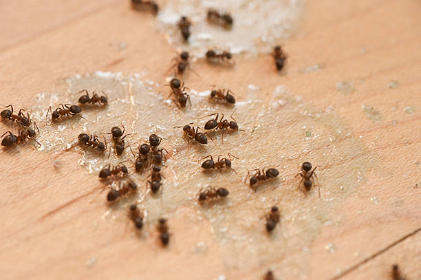 Best Cockroach Control Services  in Clanton, AL
