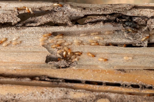 Best Pest Inspection Near Me  in Clanton, AL